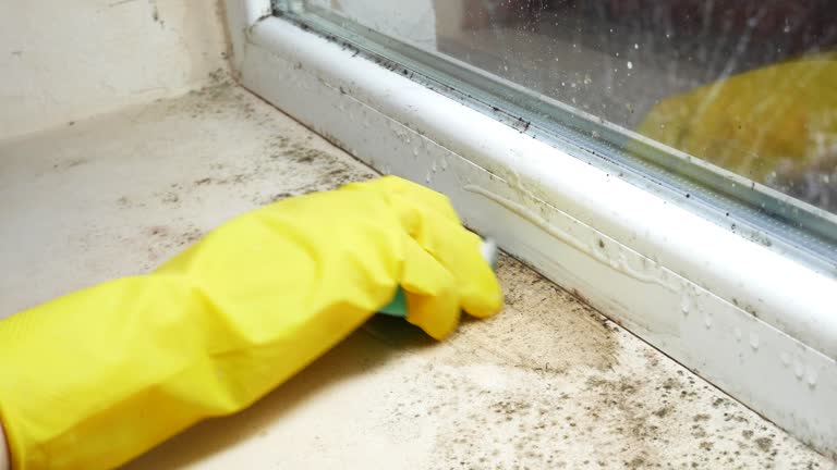 Trusted Robert Lee, TX Mold Removal Experts